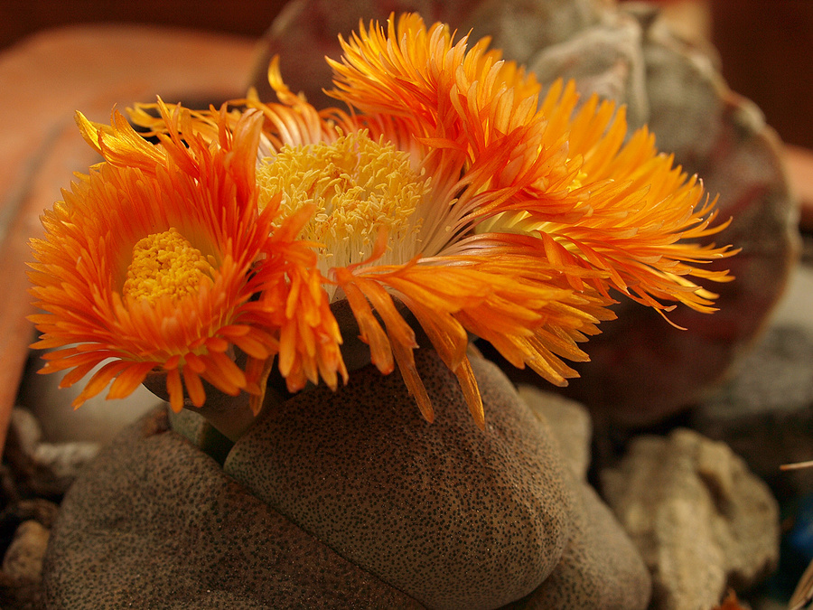 Lithops flowers - all three.