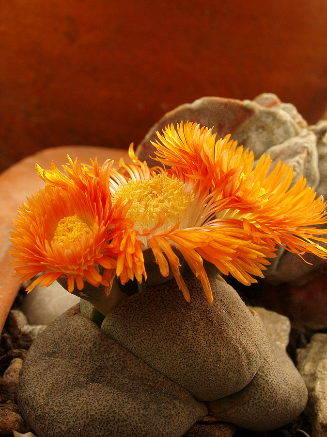 Lithops in flower