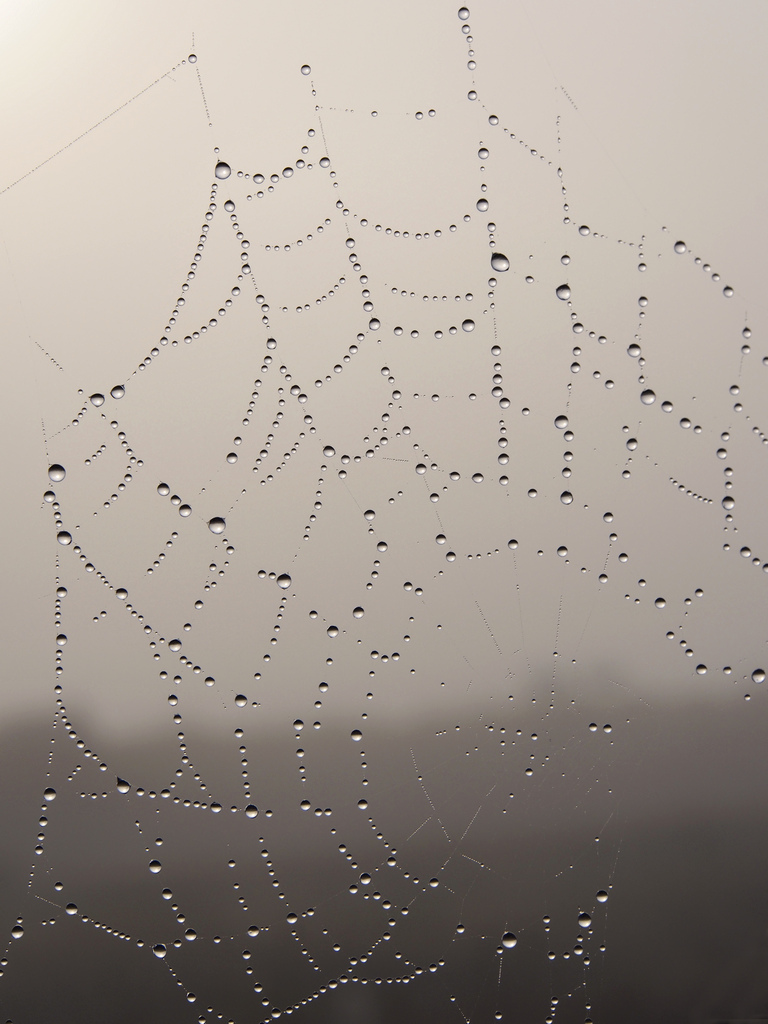 Spider Web