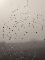 Spider Web