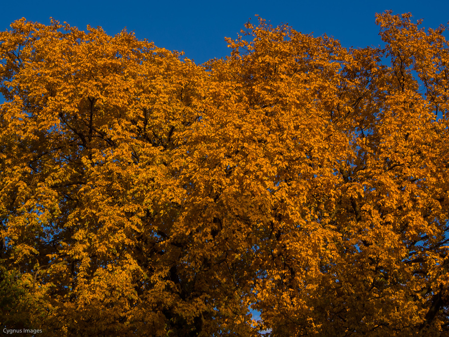 Fall Colors