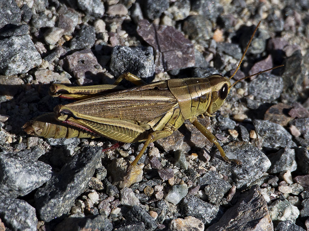 Golden Grasshopper