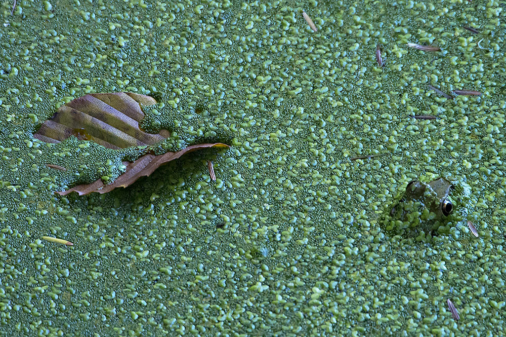 Great Green Glob Emerging From the Slime