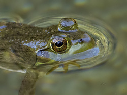 Surface Tension
