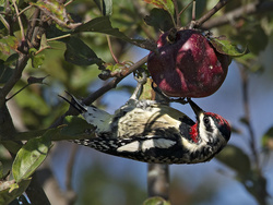 Yellow Bellied Sapsucker