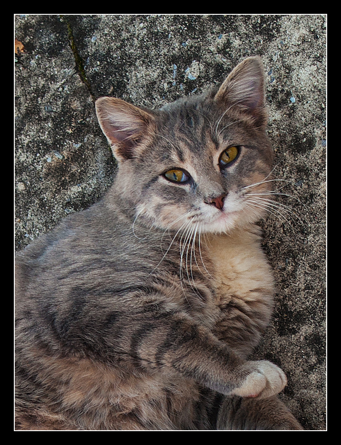 Salvage Yard Cat