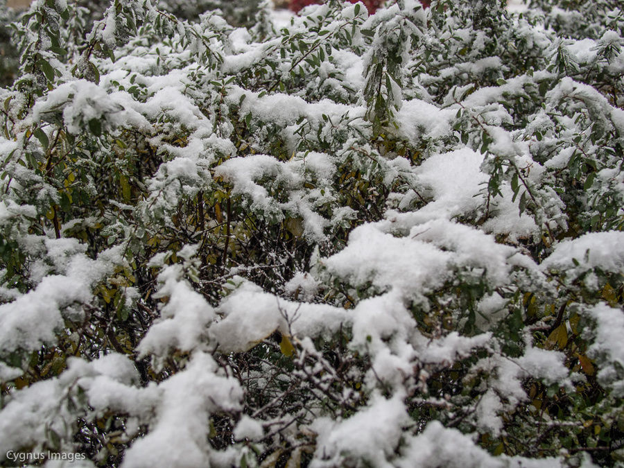 First Snow 1