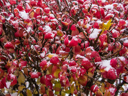 First Snow 2