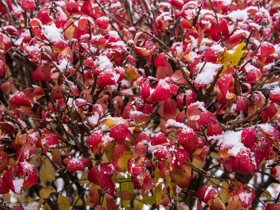 First Snow 2
