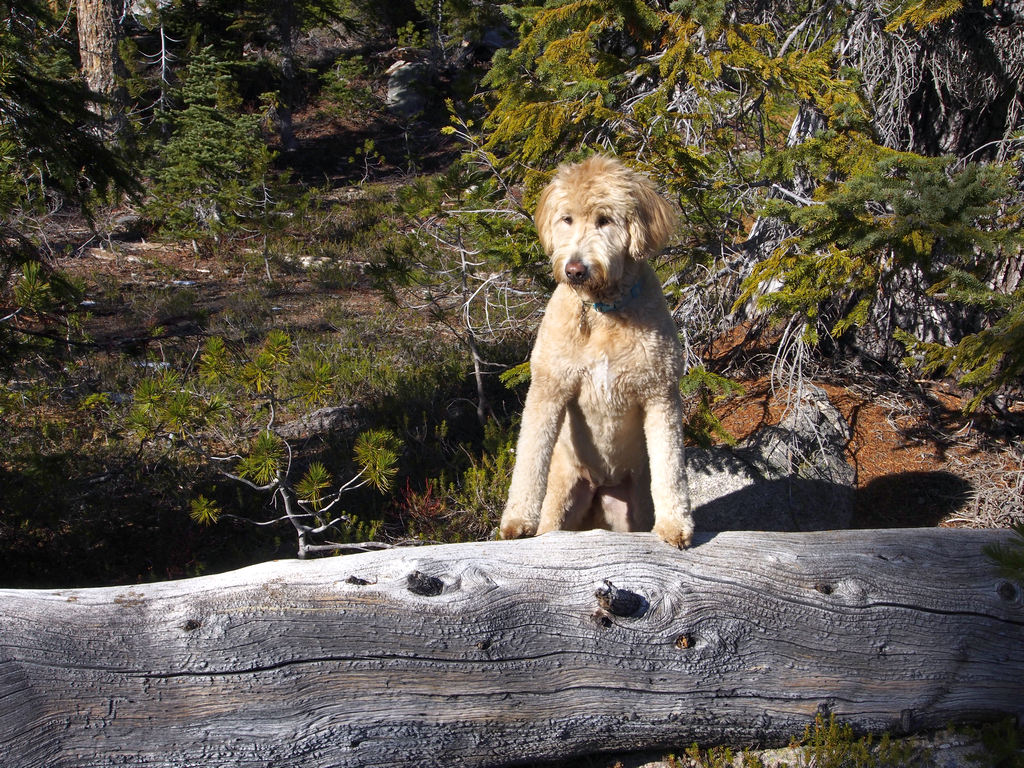 GusGus goes to Cutthroat Pass