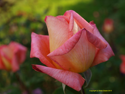 Rose "Victor Borge"
