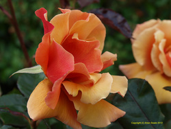 PB180755-1500-USM20-Royal Sunset.JPG