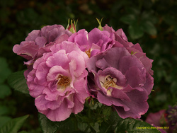 PB190768-1500-USM20-Rhapsody-in-Blue.JPG