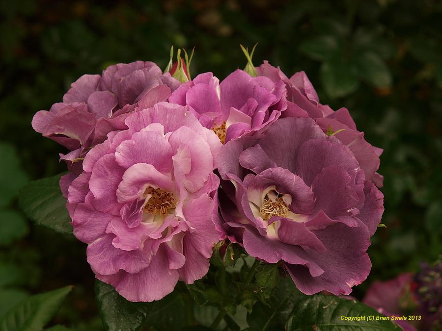 PB190768-1500-USM20-Rhapsody-in-Blue.JPG