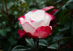 DSC_0340.jpg