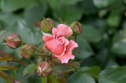 DSC_0339.jpg