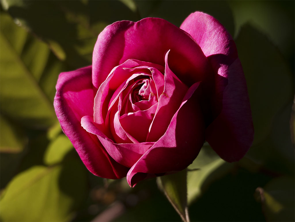 Climber of unknown name