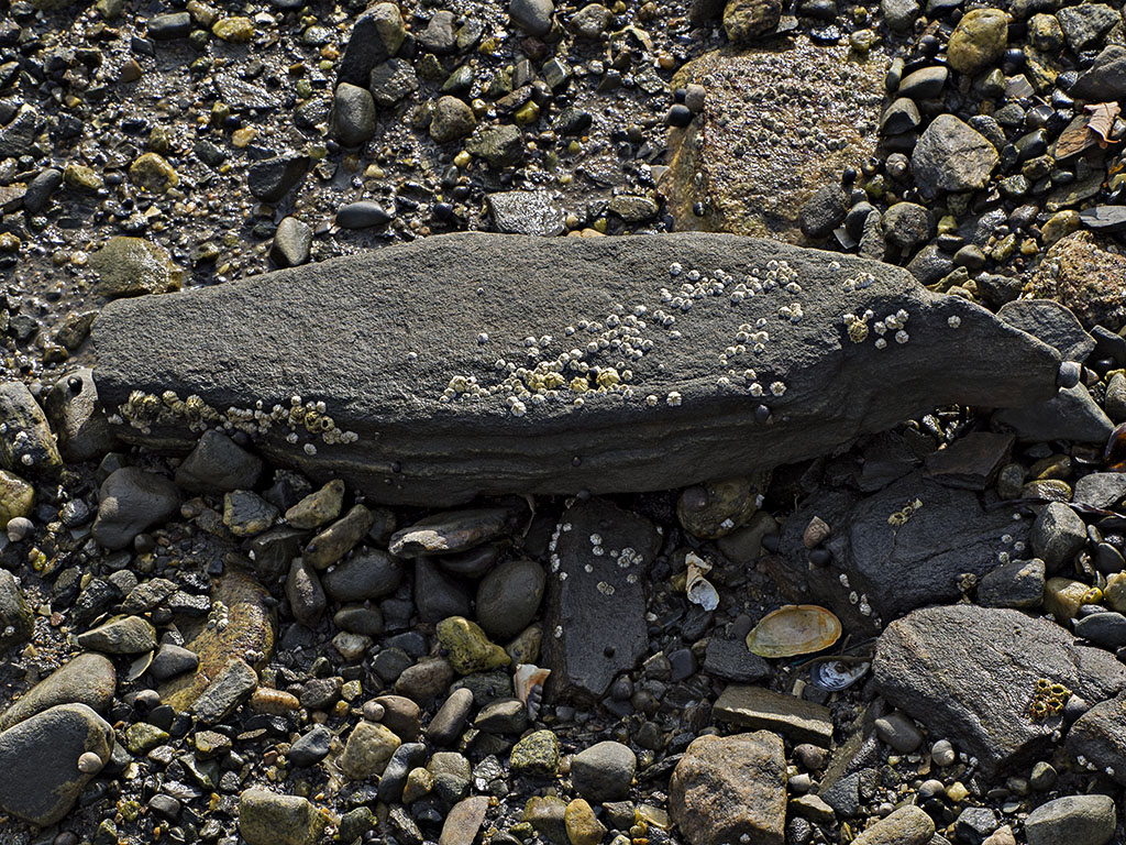 Neolithic Boat