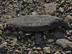 Neolithic Boat