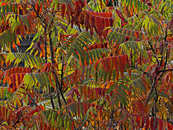 Fall Color II