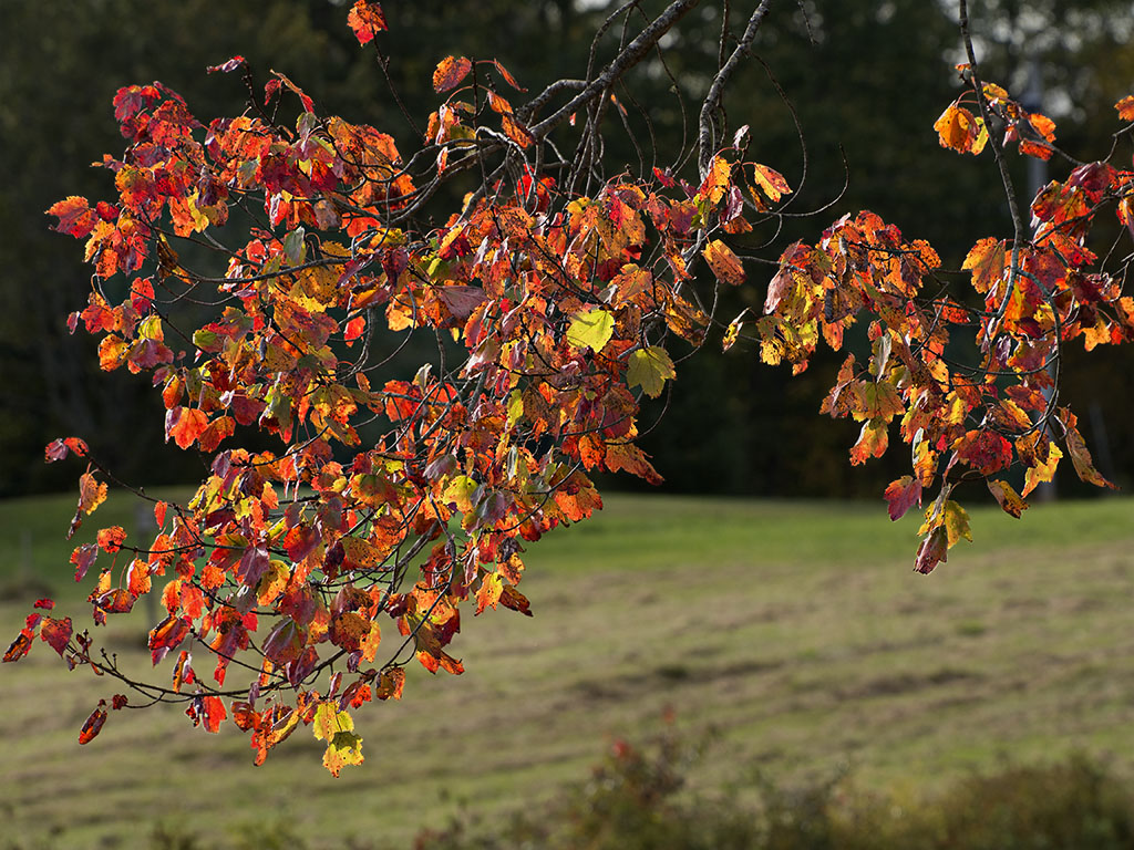 Fall Color I