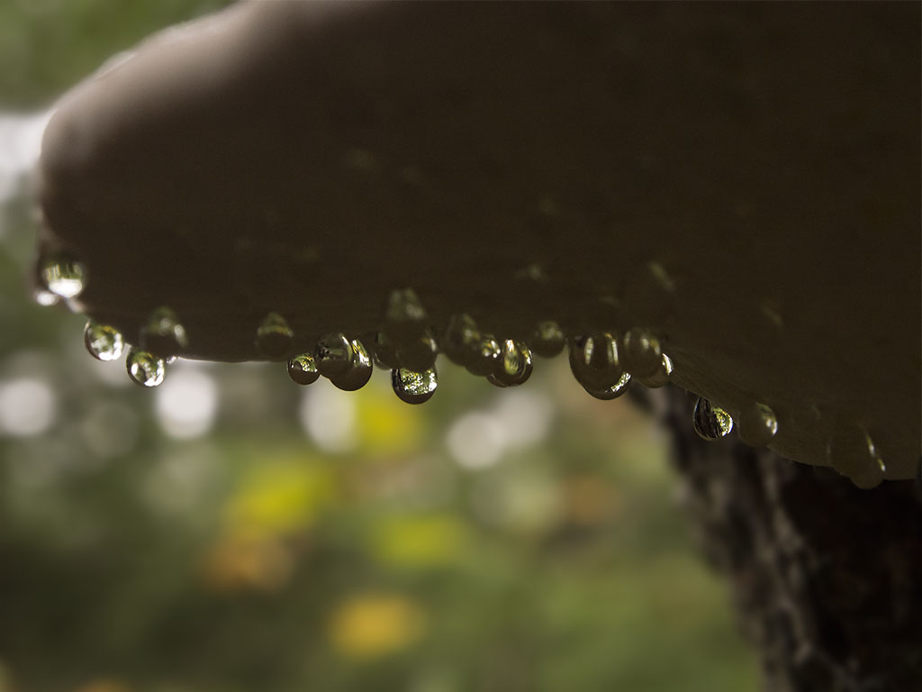 Shelfie Shedding Rain