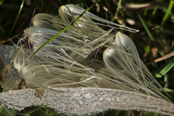 Milkweed