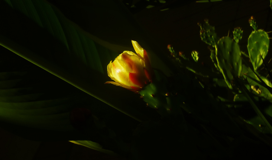 nico blossoming 1080