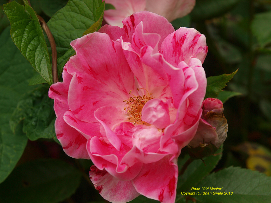 Rose "Old Master"