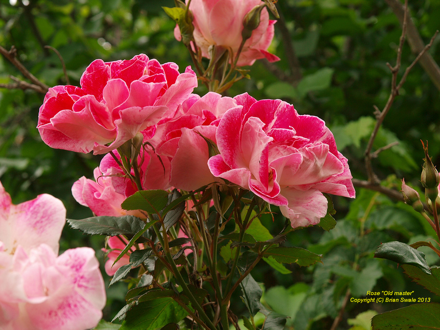 Rose "Old Master"