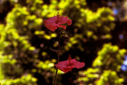 Hibiscus, Araucaria araucana - [Enero-January 2009]