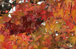 Sweetgum crop 2