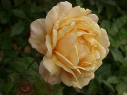 A favourite rose; name not yet known
