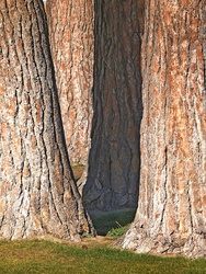 Study of Ponderosa pine trunks in Pioneer Park