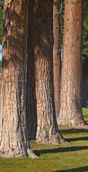Study of Ponderosa pine trunks in Pioneer Park