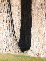 Study of Ponderosa pine trunks in Pioneer Park (1)
