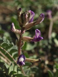 Astragalus nuttallianus 01B