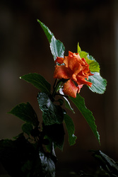 hibisco variedad anaranjado mojado por la lluvia [orange varierty hibiscus wet by raindrops]