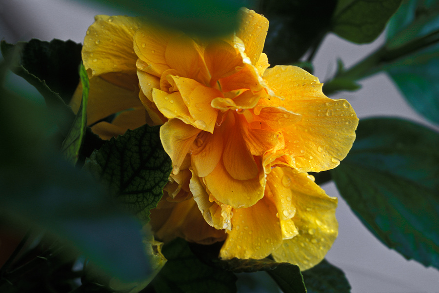 Hibisco (variedad amarilla) - [Hibiscus (yellow variety)]
