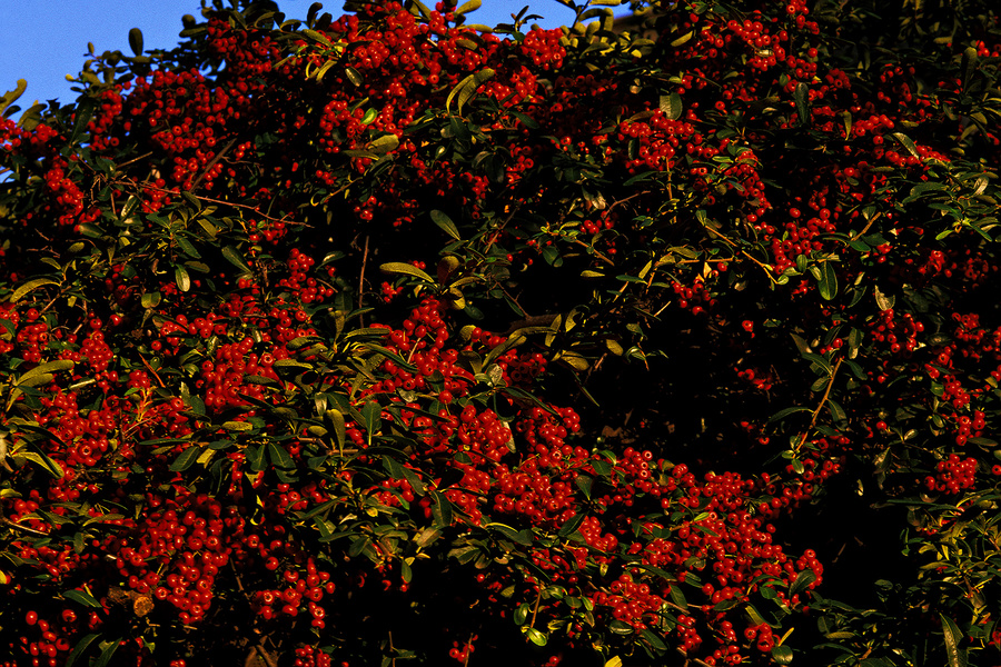 cerco de mi jardín al amanecer de una mañana de otoño [hedge of my garden in an autumn morning sunrise] - output sharpener