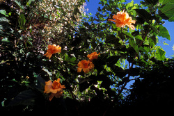 cinco hibiscos anaranjados [five orange hibiscus flowers]