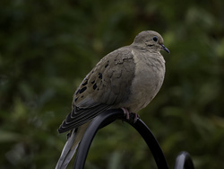 Mourning Dove, January