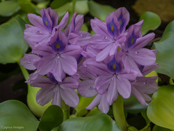 Water Hyacinths In Bloom