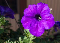 Pretty Purple Petunia