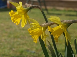 Daffodils - the first of the season