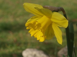 One daff on its own