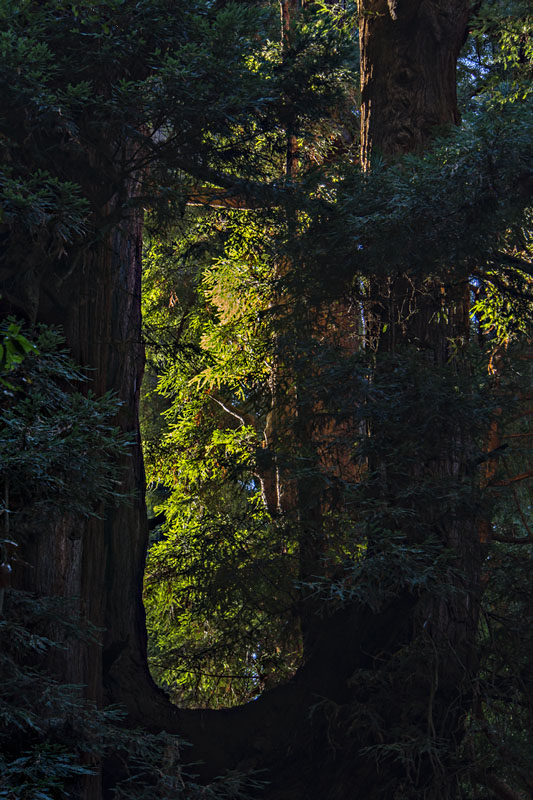 Old Growth Redwood Forest