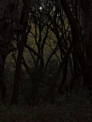 Night Comes to Live Oak Woodlands