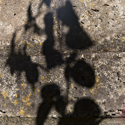 Tiny Dancers' Shadows