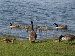 PB302897-goose-family